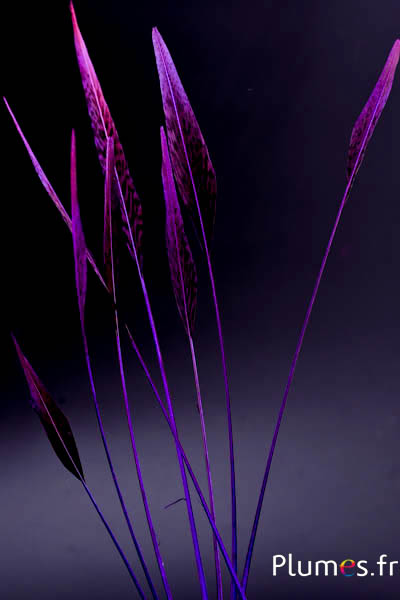 Faisan doré flèche - 25-35 cm - violet